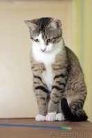 Молодой котик в дар добрым людям. 1 год. - Изображение #4, Объявление #727457