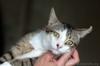 Молодой котик в дар добрым людям. 1 год. - Изображение #2, Объявление #727457