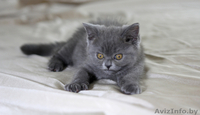 Британский котеночек  - Изображение #1, Объявление #712173