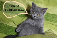 Британский котеночек  - Изображение #3, Объявление #712173