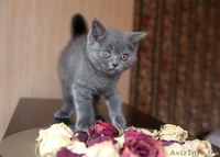 Британский котеночек  - Изображение #2, Объявление #712173