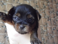 щеночки йоркширского терьера - Изображение #1, Объявление #727500