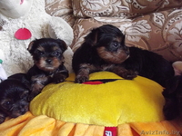 щеночки йоркширского терьера - Изображение #2, Объявление #727500