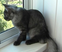 Котенок даром в хорошие руки - Изображение #2, Объявление #722514