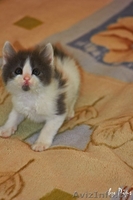  Пушистые котята в добрые руки! - Изображение #6, Объявление #710943