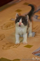 Пушистые котятки в дар! - Изображение #4, Объявление #707627