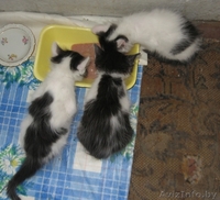 Котенок Зорро 1,5 мес отдается в добрые заботливые руки - Изображение #3, Объявление #720900