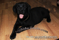 щенки лабрадора черного окраса - Изображение #2, Объявление #704019