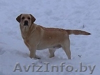 щенки лабрадора черного окраса - Изображение #5, Объявление #704019