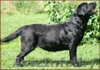 щенки лабрадора черного окраса - Изображение #4, Объявление #704019