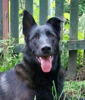 Миша-охранник в дар - Изображение #1, Объявление #719854