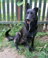 Миша-охранник в дар - Изображение #2, Объявление #719854