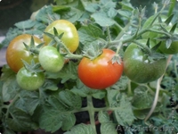 33 и более сотки плодородной земли! Дешево! - Изображение #2, Объявление #362814