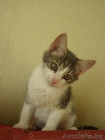 Малышка Мишель в поесках СВОЕГО ХОЗЯИНА и СВОЕГО ДОМА - Изображение #2, Объявление #708820