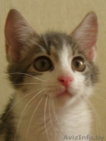 Малышка Мишель Ищет СВОЕГО ХОЗЯИНА и СВОЙ ДОМ - Изображение #3, Объявление #707275