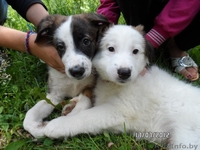 Очаровательные девчЁнки В ДАР!!! - Изображение #3, Объявление #719405