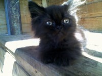 В дар котята от персов - Изображение #3, Объявление #717638