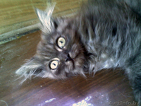 В дар котята от персов - Изображение #6, Объявление #717638