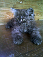 В дар котята от персов - Изображение #5, Объявление #717638