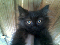 В дар котята от персов - Изображение #7, Объявление #717638