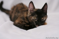 Котенок в ДАР. Трехцветная радость - Изображение #3, Объявление #722706