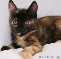 Котенок в ДАР. Трехцветная радость - Изображение #2, Объявление #722706