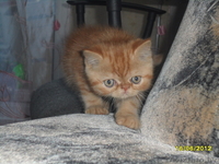 Персидские котята недорого - Изображение #4, Объявление #685036