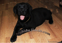 Щенки дабрадора - Изображение #2, Объявление #712325