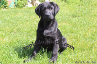 Щенки дабрадора - Изображение #1, Объявление #712325