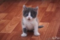  Пушистые котята в добрые руки! - Изображение #7, Объявление #710943