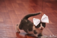 Пушистые котятки в дар! - Изображение #6, Объявление #707627