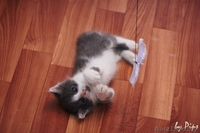 Пушистые котятки в дар! - Изображение #5, Объявление #707627