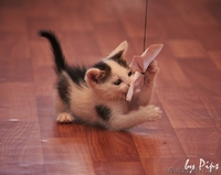 2-х месячная принцесса в добрые руки! - Изображение #2, Объявление #720204