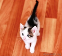 Двухмесячные кошечки в дар! - Изображение #1, Объявление #719694