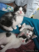 Котенок Бэтмэн 1,5 мес в дар - в добрые заботливые руки - Изображение #6, Объявление #720883