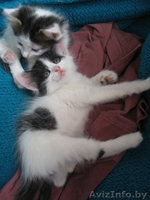 Котенок Зорро 1,5 мес отдается в добрые заботливые руки - Изображение #6, Объявление #720900