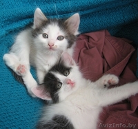 Котенок Зорро 1,5 мес отдается в добрые заботливые руки - Изображение #9, Объявление #720900