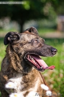 Барби ищет хозяина - Изображение #3, Объявление #748470