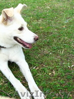 чудесная собака в хорошие руки! - Изображение #1, Объявление #737550