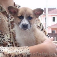 щенок-девочка в добрые руки - Изображение #2, Объявление #745085