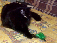 Шикарный сибирский кот в хорошие руки! - Изображение #2, Объявление #745559