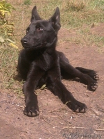 3-х месячный щенок в дар - Изображение #1, Объявление #744329