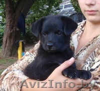 2-мес щенки черного окраса в дар - Изображение #1, Объявление #745067