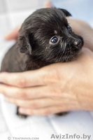 маленькие щенки и их мама в дар - Изображение #3, Объявление #735289