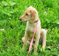 Щенок Джессика в дар! - Изображение #3, Объявление #747399