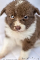 маленькие щенки и их мама в дар - Изображение #4, Объявление #735289
