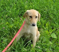 Щенок Джессика в дар! - Изображение #4, Объявление #747399