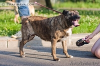 Барби ищет хозяина - Изображение #1, Объявление #748470