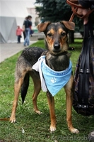 Пинча - 1,5 года, похожа на метиса пинчера.   - Изображение #2, Объявление #737589