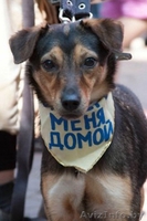 Пинча - 1,5 года, похожа на метиса пинчера.   - Изображение #1, Объявление #737589